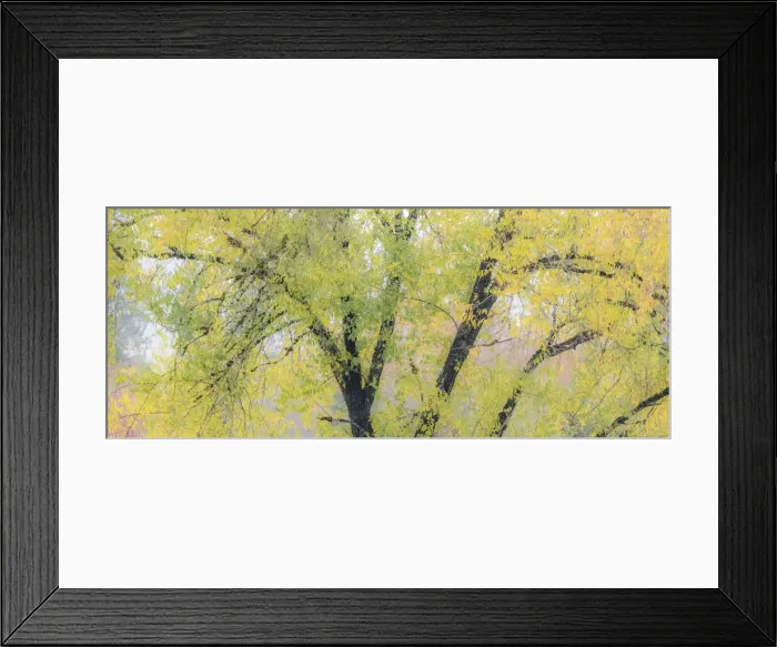 Framed Print : USA, Washington State, North Bend tree trunks and golden autumn leaves Framed Print : USA, Washington State, North Bend tree trunks and golden autumn leaves