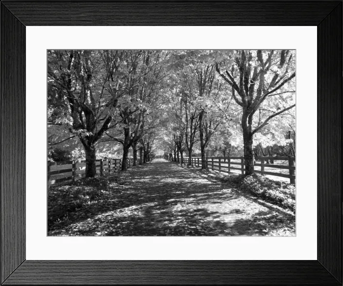 Framed Print : USA, Washington State, North Bend black and White maple tree lined driveway Framed Print : USA, Washington State, North Bend black and White maple tree lined driveway