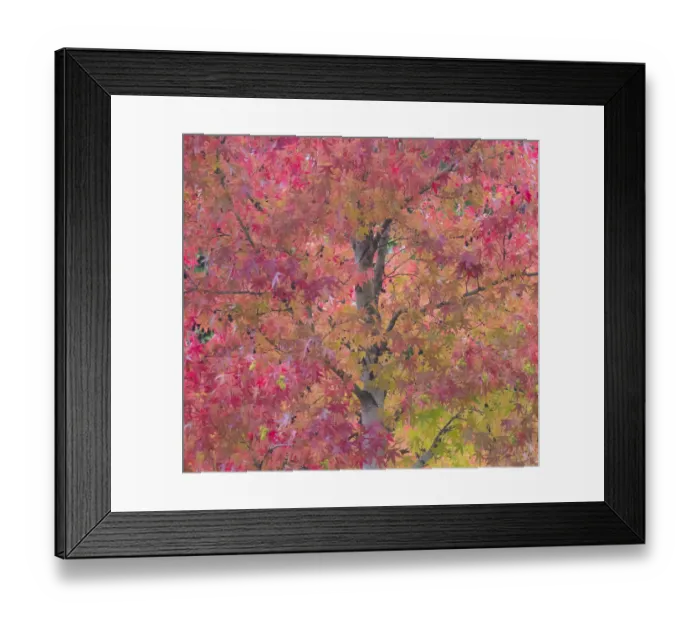 Framed Print : USA, Washington State, Issaquah with fall colored Maple trees along downtown roads Framed Print : USA, Washington State, Issaquah with fall colored Maple trees along downtown roads