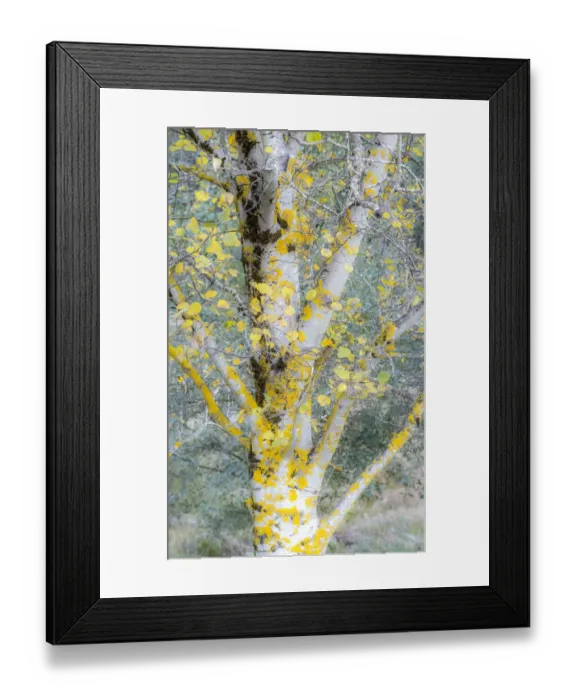Framed Print : USA, Washington State, Bellevue birch trees with golden fall colors Framed Print : USA, Washington State, Bellevue birch trees with golden fall colors