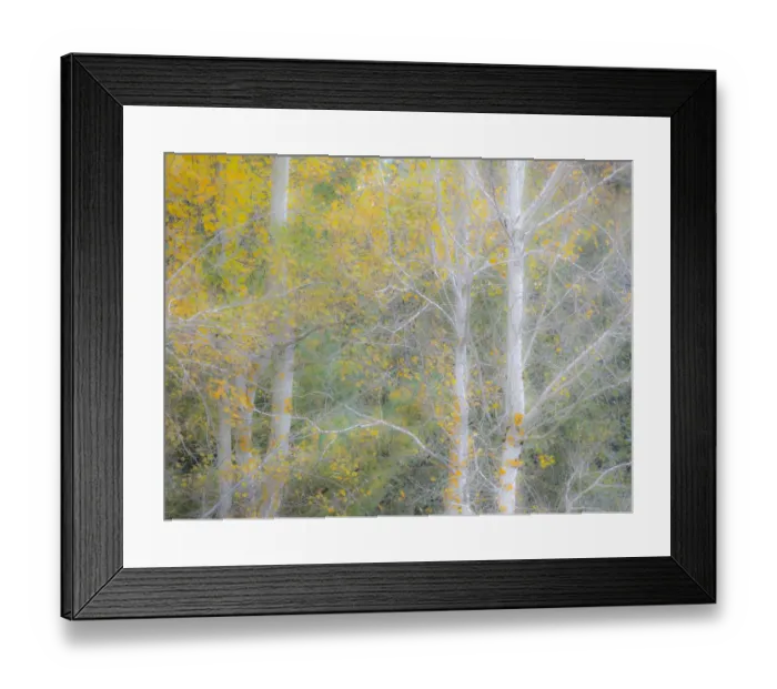 Framed Print : USA, Washington State, Bellevue birch trees with golden fall colors