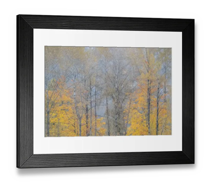 Framed Print : USA, Washington State, Preston, Cottonwoods and Big Leaf Maple trees in fall colors Framed Print : USA, Washington State, Preston, Cottonwoods and Big Leaf Maple trees in fall colors