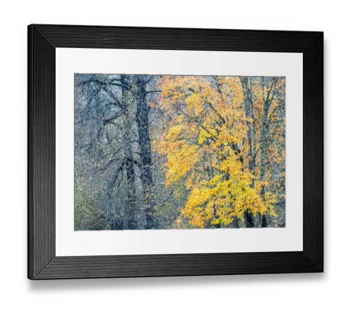 Framed Print : USA, Washington State, Preston, Cottonwoods and Big Leaf Maple trees in fall colors