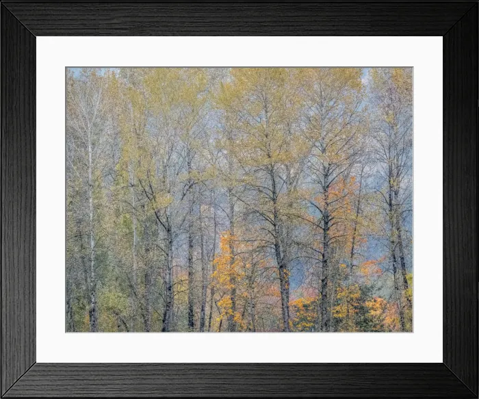 Framed Print : USA, Washington State, Preston, Cottonwoods trees in fall colors