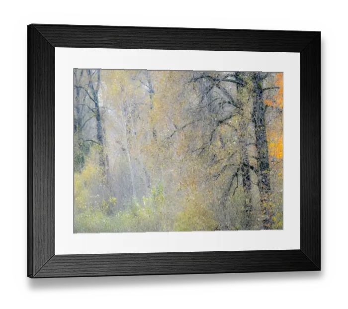 Framed Print : USA, Washington State, Preston, Cottonwoods and Big Leaf Maple trees in fall colors Framed Print : USA, Washington State, Preston, Cottonwoods and Big Leaf Maple trees in fall colors