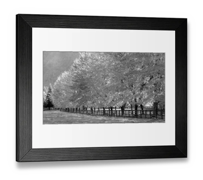 Framed Print : USA, Washington State, North Bend fence and tree lined driveway in fall colors Framed Print : USA, Washington State, North Bend fence and tree lined driveway in fall colors