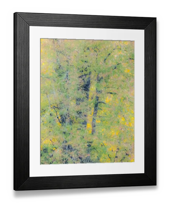 Framed Print : USA, Washington State, Preston, Cottonwoods trees in fall colors Framed Print : USA, Washington State, Preston, Cottonwoods trees in fall colors
