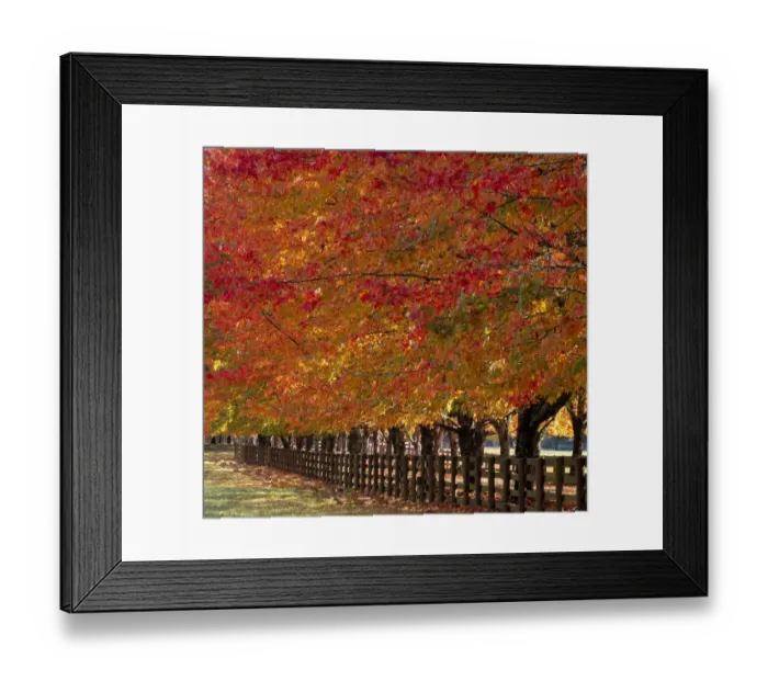 Framed Print : USA, Washington State, North Bend fence and tree lined driveway in fall colors Framed Print : USA, Washington State, North Bend fence and tree lined driveway in fall colors
