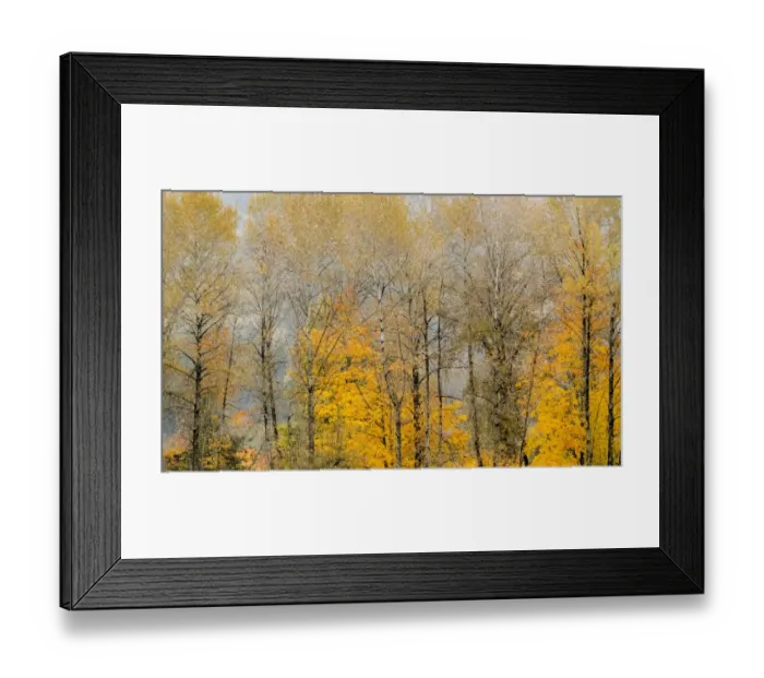 Framed Print : USA, Washington State, Preston, Cottonwoods trees in fall colors Framed Print : USA, Washington State, Preston, Cottonwoods trees in fall colors
