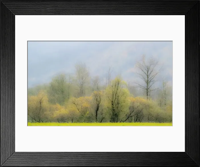 Framed Print : USA, Washington State, North Bend Cottonwood and Willow trees in fall colors Framed Print : USA, Washington State, North Bend Cottonwood and Willow trees in fall colors