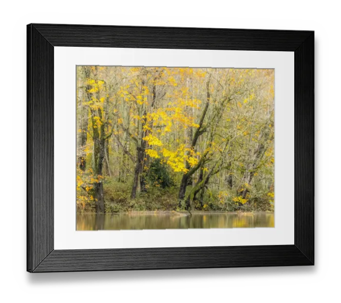 Framed Print : USA, Washington State, Snoqualmie River edged by Big Leaf Maple Trees in yellow Framed Print : USA, Washington State, Snoqualmie River edged by Big Leaf Maple Trees in yellow