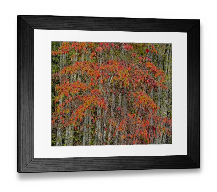 Framed Print : USA, Washington State, Snoqualmie cherry trees in red with backdrop of Alder Tree Trunks Framed Print : USA, Washington State, Snoqualmie cherry trees in red with backdrop of Alder Tree Trunks