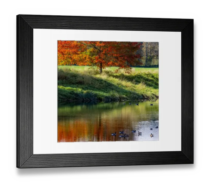 Framed Print : USA, Washington State, Fall City, Snoqualmie River and fall colored maple tree in reflection and Canada Geese