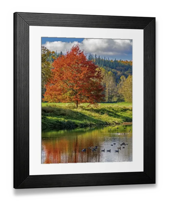Framed Print : USA, Washington State, Fall City, Snoqualmie River and fall colored maple tree in reflection and Canada Geese Framed Print : USA, Washington State, Fall City, Snoqualmie River and fall colored maple tree in reflection and Canada Geese