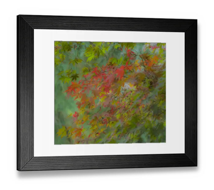 Framed Print : USA, Washington State, Sammamish Japanese Maple leaves with fall colors Framed Print : USA, Washington State, Sammamish Japanese Maple leaves with fall colors