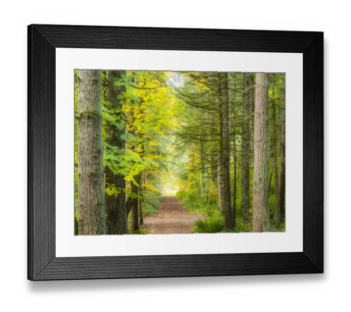 Framed Print : USA, Washington State, Sammamish with trail edged by evergreens and maple trees Framed Print : USA, Washington State, Sammamish with trail edged by evergreens and maple trees
