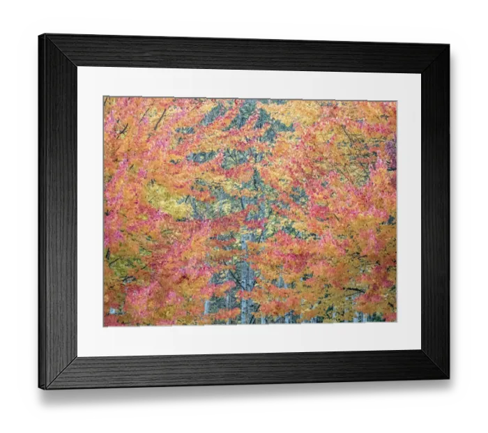 Framed Print : USA, Washington State, Issaquah with fall colored Maple trees along downtown roads