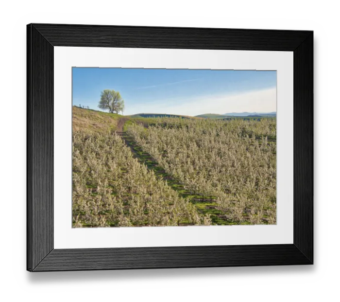 Framed Print : USA, Washington State. Lone tree on hillside of orchard of apples Framed Print : USA, Washington State. Lone tree on hillside of orchard of apples