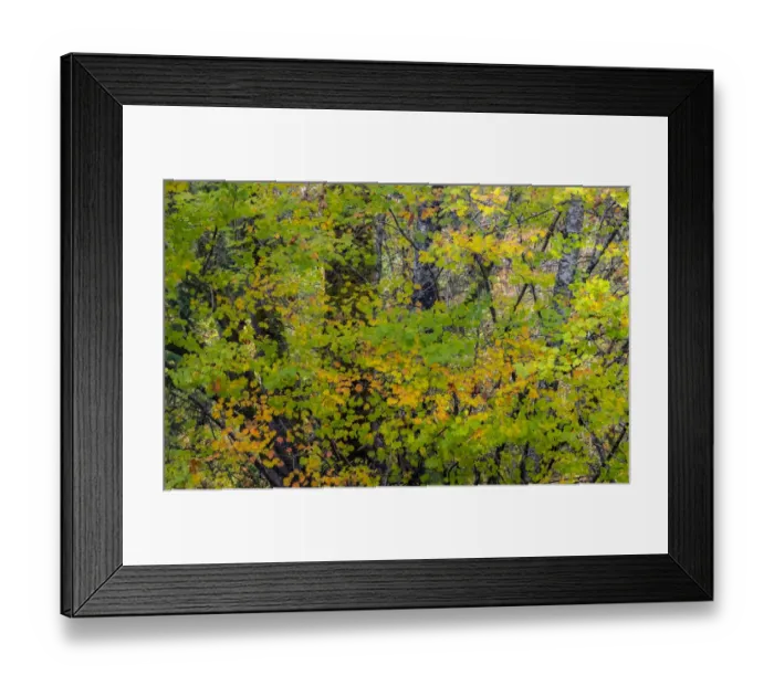 Framed Print : USA, Washington State, Sammamish Japanese Maple leaves with fall colors Framed Print : USA, Washington State, Sammamish Japanese Maple leaves with fall colors