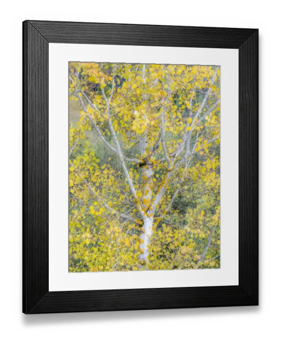 Framed Print : USA, Washington State, Bellevue birch trees with golden fall colors Framed Print : USA, Washington State, Bellevue birch trees with golden fall colors