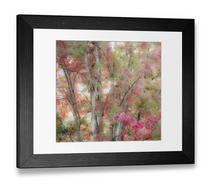 Framed Print : USA, Washington State, Issaquah with fall colored Maple trees along downtown roads