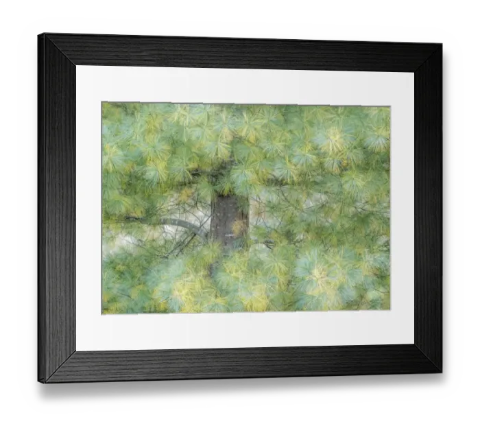 Framed Print : USA, Washington State, Bellevue Pine tree close up and tree trunk Framed Print : USA, Washington State, Bellevue Pine tree close up and tree trunk