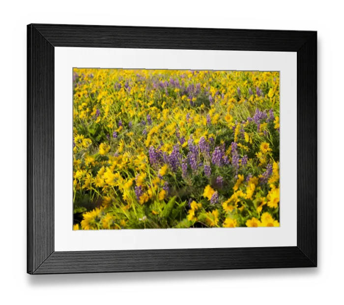 Framed Print : USA, Washington State. Arrowleaf balsamroot and lupine Framed Print : USA, Washington State. Arrowleaf balsamroot and lupine