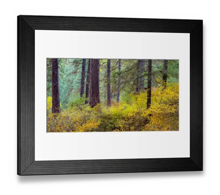 Framed Print : USA, Washington State, off Highway 97 Ponderosa Pine with Golden Carpet below Framed Print : USA, Washington State, off Highway 97 Ponderosa Pine with Golden Carpet below