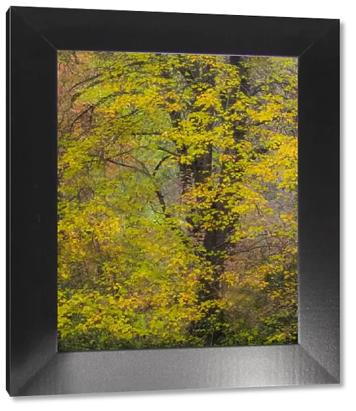USA, Washington State, Easton and fall colors on Big Leaf Maple and Vine Maple