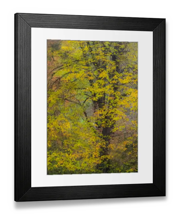 Framed Print : USA, Washington State, Easton and fall colors on Big Leaf Maple and Vine Maple