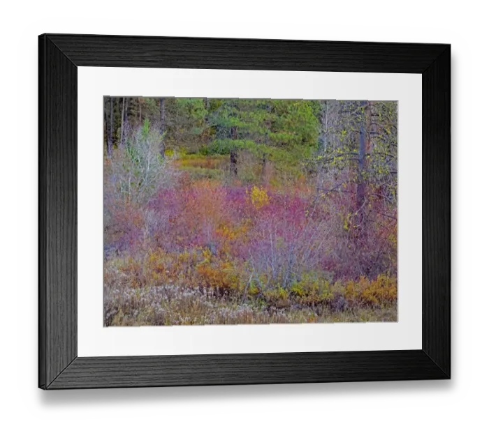 Framed Print : USA, Washington State, Swauk Creek just off of Highway 97 with fall colors on Vine Maple and native bush dogwood Framed Print : USA, Washington State, Swauk Creek just off of Highway 97 with fall colors on Vine Maple and native bush dogwood