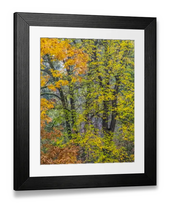 Framed Print : USA, Washington State, Easton and fall colors on Big Leaf Maple and Vine Maple Framed Print : USA, Washington State, Easton and fall colors on Big Leaf Maple and Vine Maple