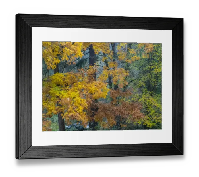 Framed Print : USA, Washington State, Easton and fall colors on Big Leaf Maple and Vine Maple Framed Print : USA, Washington State, Easton and fall colors on Big Leaf Maple and Vine Maple