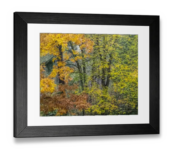 Framed Print : USA, Washington State, Easton and fall colors on Big Leaf Maple and Vine Maple Framed Print : USA, Washington State, Easton and fall colors on Big Leaf Maple and Vine Maple