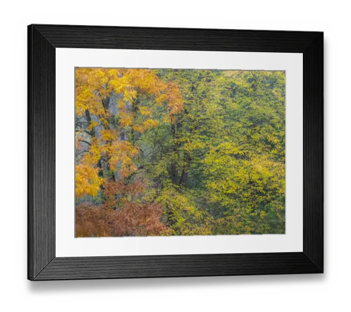 Framed Print : USA, Washington State, Easton and fall colors on Big Leaf Maple and Vine Maple Framed Print : USA, Washington State, Easton and fall colors on Big Leaf Maple and Vine Maple