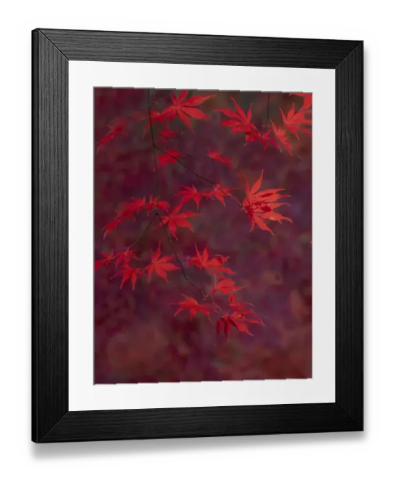 Framed Print : USA, Washington State, Pacific Northwest, Sammamish and red Japanese Maple leaves Framed Print : USA, Washington State, Pacific Northwest, Sammamish and red Japanese Maple leaves