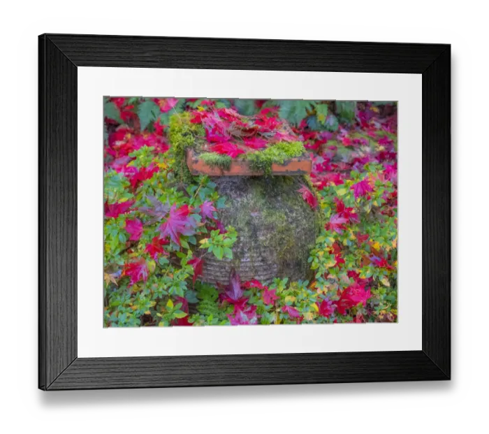 Framed Print : USA, Washington State, Pacific Northwest, Sammamish and red Japanese Maple leaves fallen around pot Framed Print : USA, Washington State, Pacific Northwest, Sammamish and red Japanese Maple leaves fallen around pot