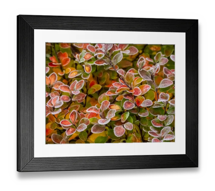 Framed Print : USA, Washington State, Pacific Northwest Sammamish frost rimmed Barberry Framed Print : USA, Washington State, Pacific Northwest Sammamish frost rimmed Barberry