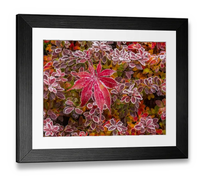 Framed Print : USA, Washington State, Pacific Northwest Sammamish frost rimmed Barberry