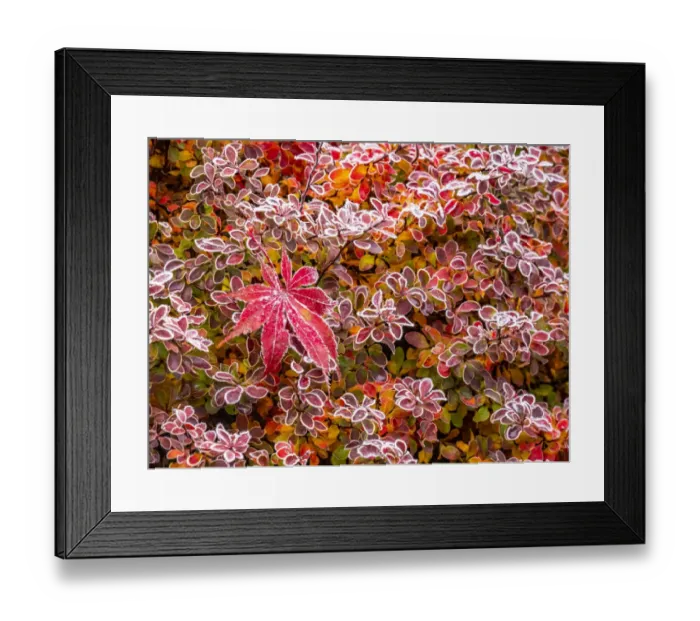 Framed Print : USA, Washington State, Pacific Northwest Sammamish frost rimmed Barberry Framed Print : USA, Washington State, Pacific Northwest Sammamish frost rimmed Barberry