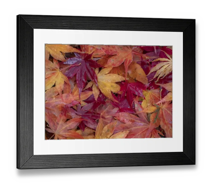Framed Print : USA, Washington State, Pacific Northwest, Sammamish and red Japanese Maple leaves fallen on ground Framed Print : USA, Washington State, Pacific Northwest, Sammamish and red Japanese Maple leaves fallen on ground