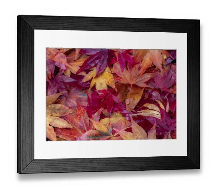 Framed Print : USA, Washington State, Pacific Northwest, Sammamish and red Japanese Maple leaves fallen on ground Framed Print : USA, Washington State, Pacific Northwest, Sammamish and red Japanese Maple leaves fallen on ground