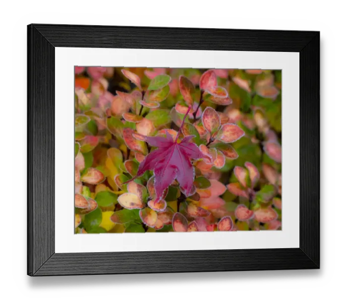 Framed Print : USA, Washington State, Pacific Northwest Sammamish frost rimmed Barberry
