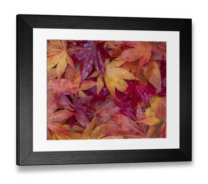Framed Print : USA, Washington State, Pacific Northwest, Sammamish and red Japanese Maple leaves fallen on ground