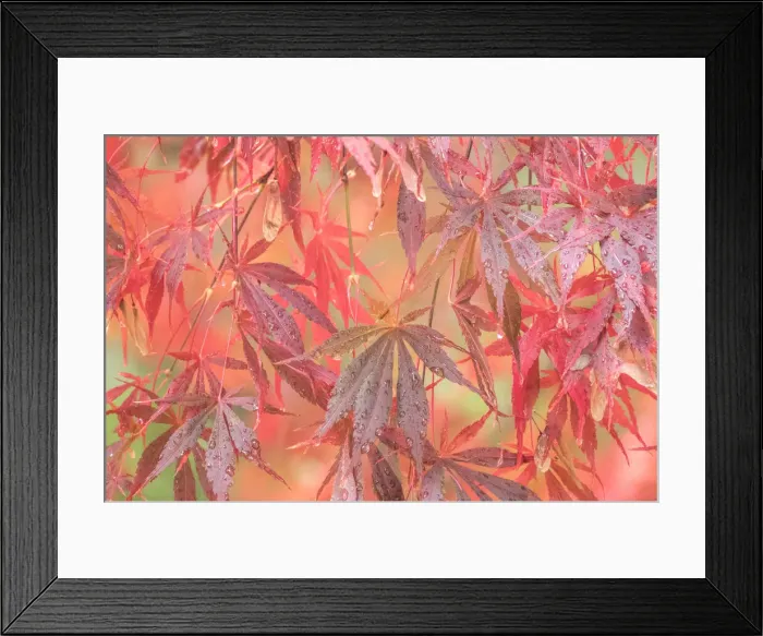 Framed Print : USA, Washington State, Pacific Northwest, Sammamish and red Japanese Maple leaves with dewdrops Framed Print : USA, Washington State, Pacific Northwest, Sammamish and red Japanese Maple leaves with dewdrops