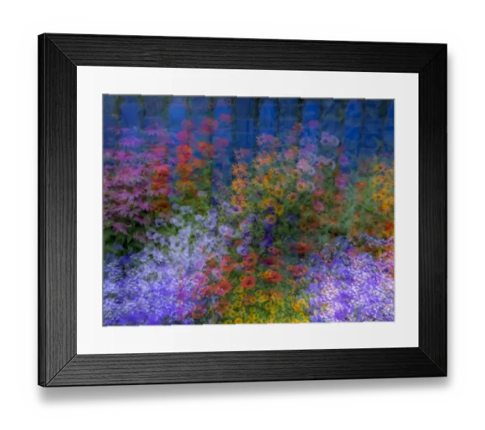 Framed Print : USA, Washington State, Pacific Northwest, Sammamish colorful flowers and blue picket fence multi exposures Framed Print : USA, Washington State, Pacific Northwest, Sammamish colorful flowers and blue picket fence multi exposures