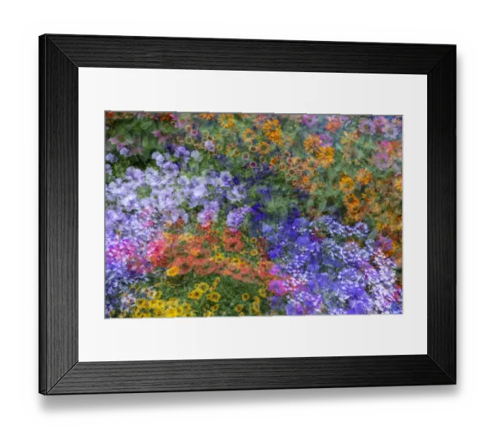 Framed Print : USA, Washington State, Pacific Northwest, Sammamish colorful flowers and blue picket fence multi exposures Framed Print : USA, Washington State, Pacific Northwest, Sammamish colorful flowers and blue picket fence multi exposures