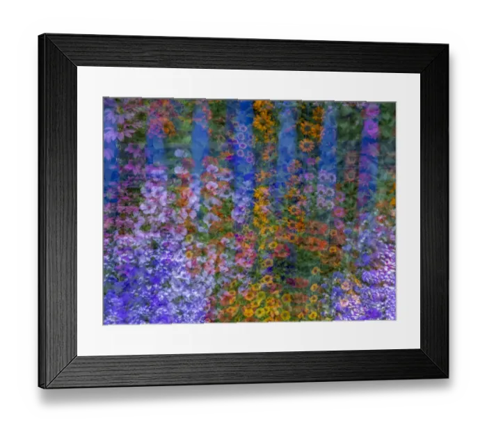 Framed Print : USA, Washington State, Pacific Northwest, Sammamish colorful flowers and blue picket fence multi exposures