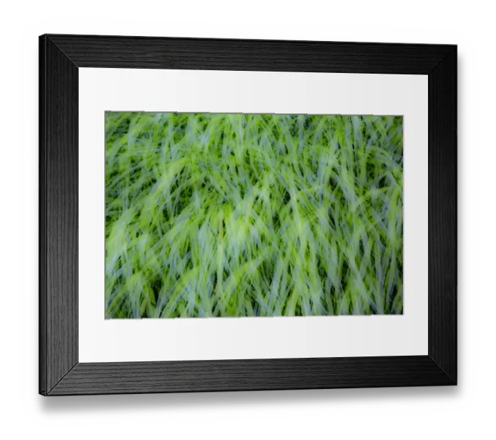 Framed Print : USA, Washington State, Pacific Northwest Sammamish with green grasses Framed Print : USA, Washington State, Pacific Northwest Sammamish with green grasses