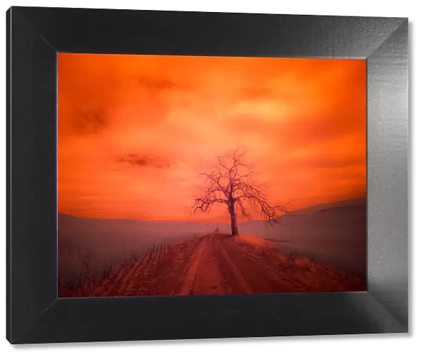 USA, Washington State, Palouse. Infrared of lone tree along side country road